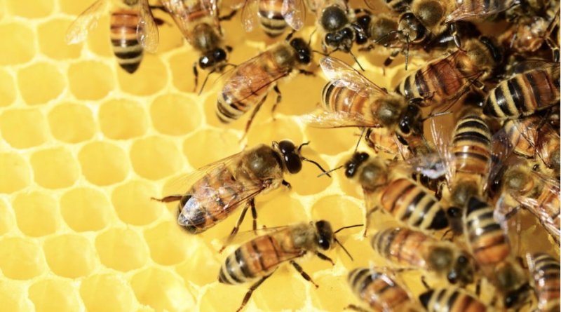 Beekeeping Club logo